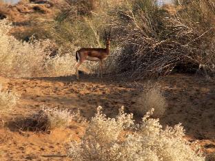 Jaisalmer