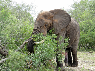 Kruger National Park