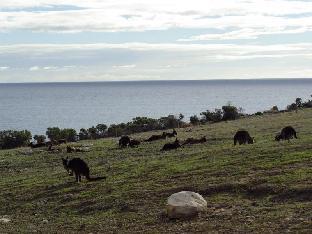 Kangaroo Island