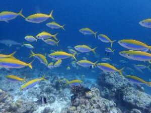 1162982_17021016490050910648 (Milaidhoo Island Maldives – Maldives Islands, Maldives)