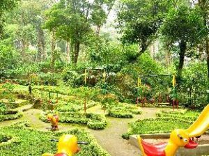 1184429_16031718050040854196 (Tall Trees Munnar – Munnar, India)