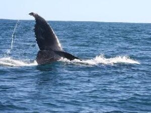 263959_14121907330024058728 (Gecko Lodge Kalbarri – Kalbarri, Australia)