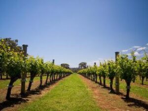 337627_15062507200030731599 (Losari Retreat – Margaret River Wine Region, Australia)